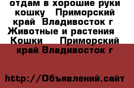 отдам в хорошие руки кошку - Приморский край, Владивосток г. Животные и растения » Кошки   . Приморский край,Владивосток г.